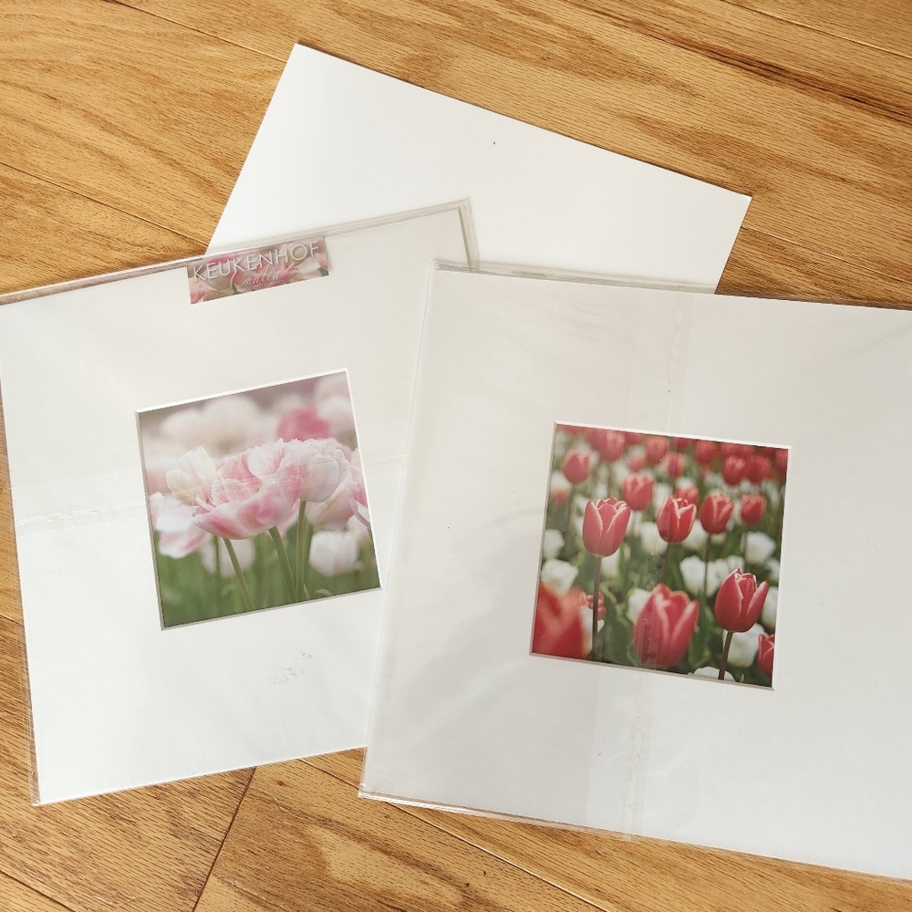 Two DUTCH TULIP PHOTOGRAPHS from famed HOLLAND TULIP gardens. 🌷  BRAND NEW..
